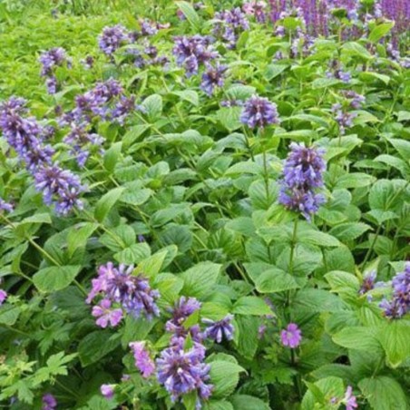 Nepeta Subsessilis Washfield - Bleu