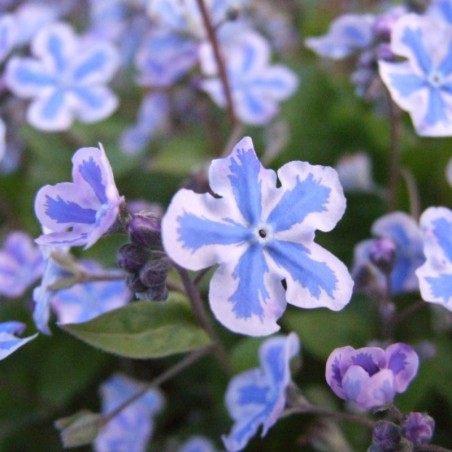 Omphalodes Cappadocica Starry Eyes