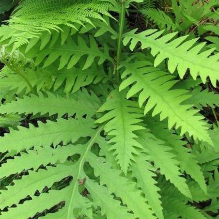 Onoclea Sensibilis -