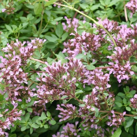 Origanum Laevigatum Herrenhausen - Rose