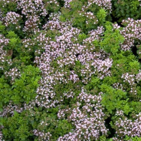 Origanum Vulgare Compactum - Rose