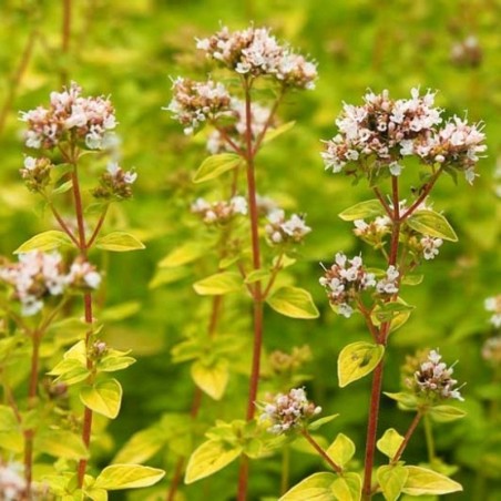 Origanum Vulgare Gold - Blanc