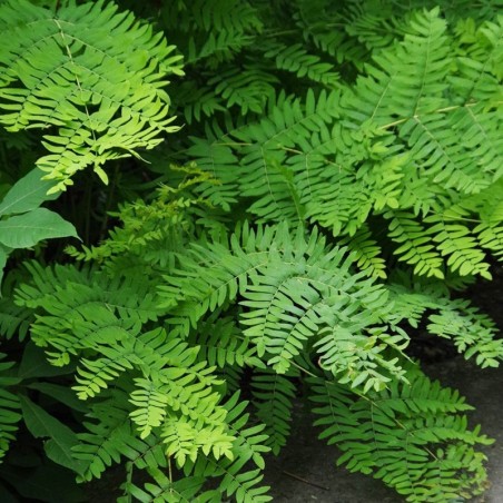 Osmunda Regalis - Insignifiant