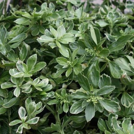 Pachysandra Terminalis Variegata - Blanc