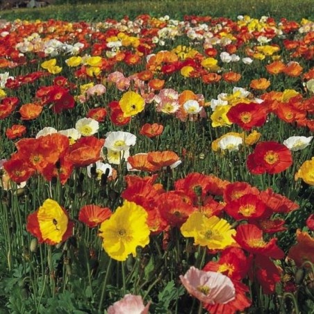 Papaver Nudicaule Gartenzwerg - Varié