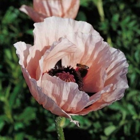 Papaver Orientalis Princess Victoria Louise - Rose Clair