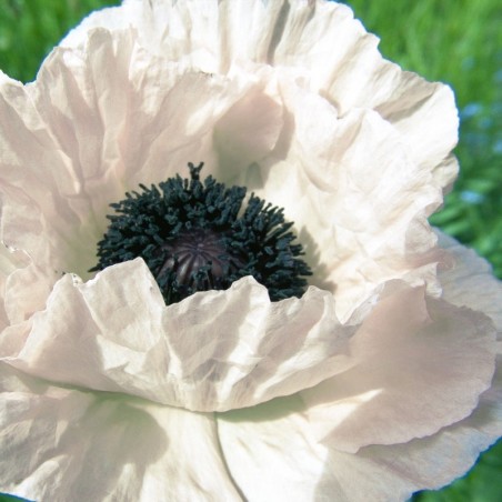 Papaver Orientalis Royal Wedding - Blanc