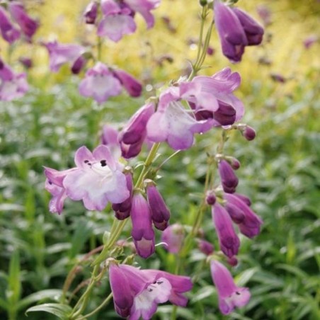Penstemon Alice Hindley - Bleu Cœur Blanc