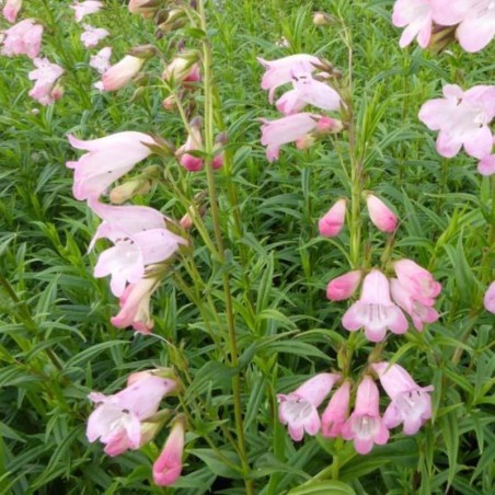 Penstemon Appleblossom - Rose