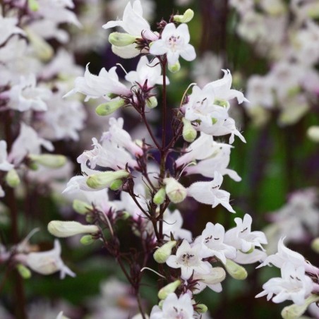 Penstemon Digitalis Husker'S Red - Blanc