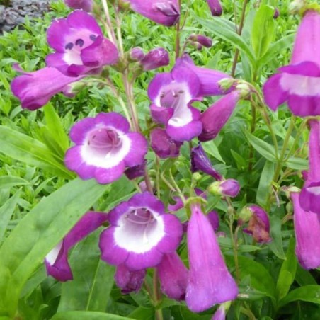 Penstemon Purple Passion - Violet