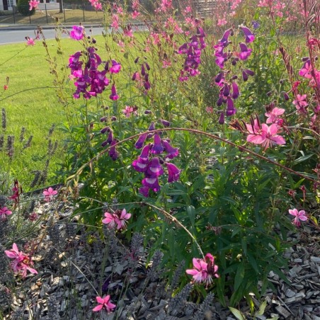 Penstemon Purple Passion - Violet