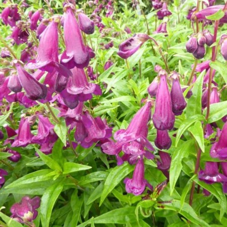 Penstemon Raven - Pourpre