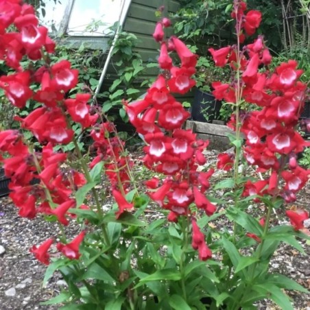 Penstemon Rubicunda - Rouge