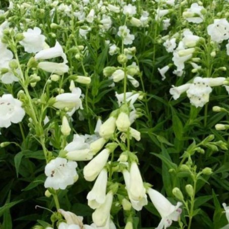 Penstemon White Bedder - Blanc
