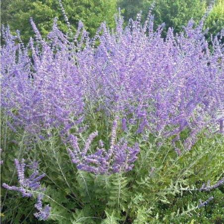 Perovskia Atriplicifolia Blue Spire - Bleu Violet