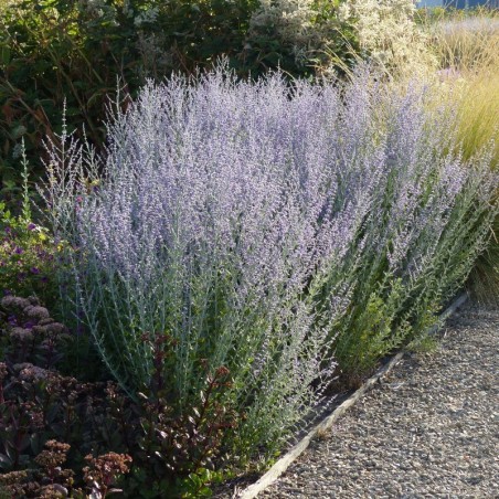 Perovskia Atriplicifolia Little Spire® - Bleu