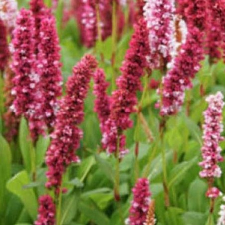 Persicaria Affinis Darjeeling Red - Rouge