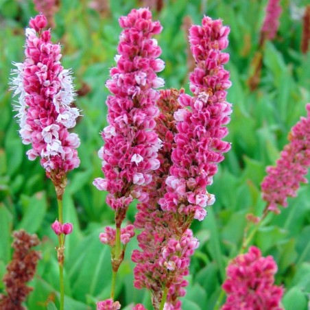 Persicaria Affinis Kabouter - Rose