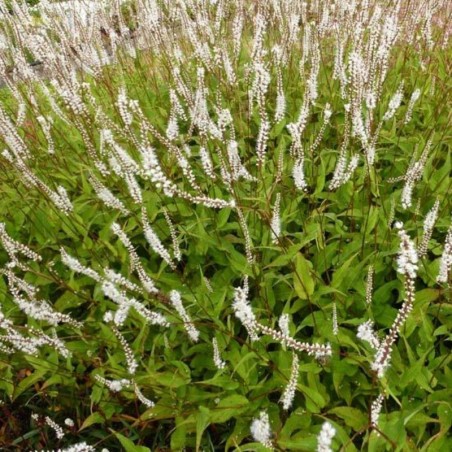 Persicaria Amplexicaulis Alba - Blanc