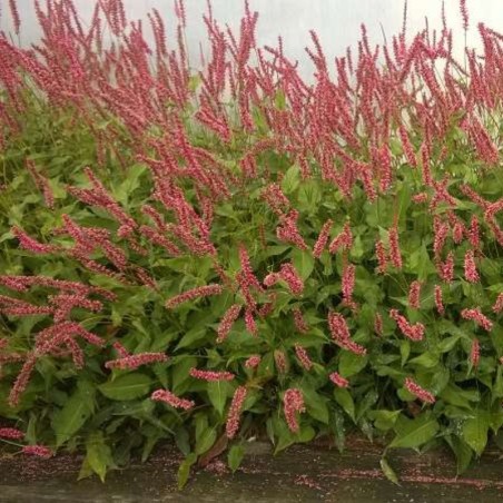 Persicaria Amplexicaulis Orange Field® - Rose
