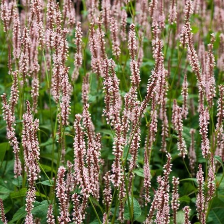 Persicaria Amplexicaulis Rosea - Rose