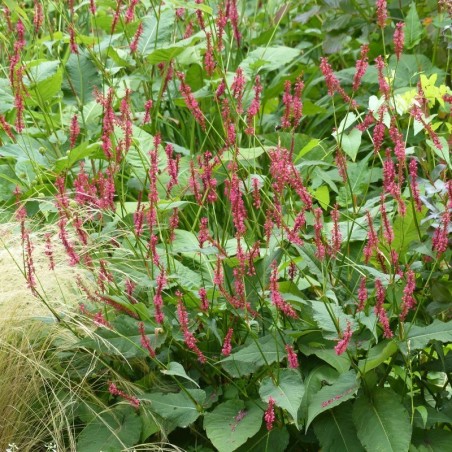 Persicaria Amplexicaulis Speciosa - Rouge