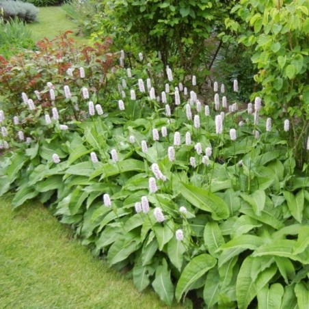 Persicaria Bistorta Superba - Rose