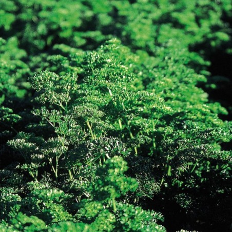 Petroselinum Crispum Frisado -