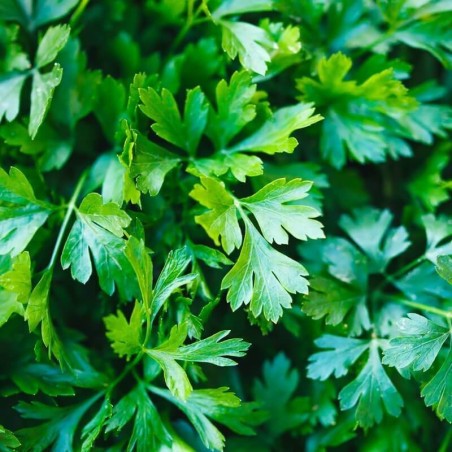 Petroselinum Crispum Gigante D'Italia -