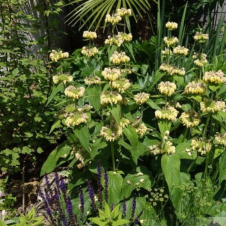 Phlomis Russeliana - Jaune