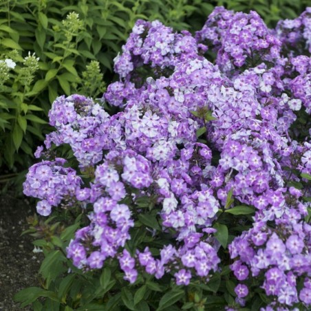 Phlox Paniculata Blue Boy - Bleu