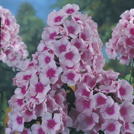 Phlox Paniculata Bright Eyes - Rose Œil Rose Foncé