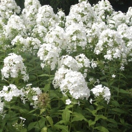 Phlox Paniculata Fujiyama - Blanc
