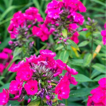 Phlox Paniculata Kirchenfurst - Rouge