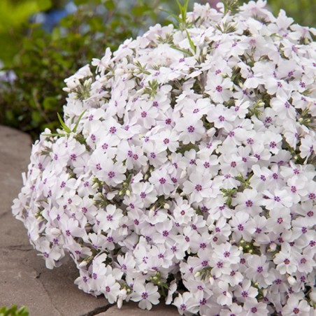 Phlox Subulata Amazing Grace - Blanc / Rose