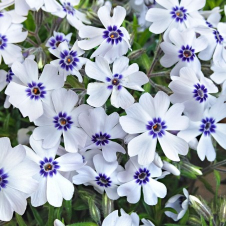 Phlox Subulata Bavaria - Bleu