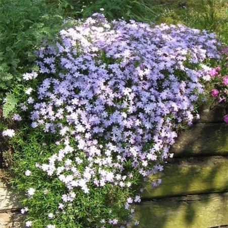 Phlox Subulata Emerald Cushion Blue - Bleu