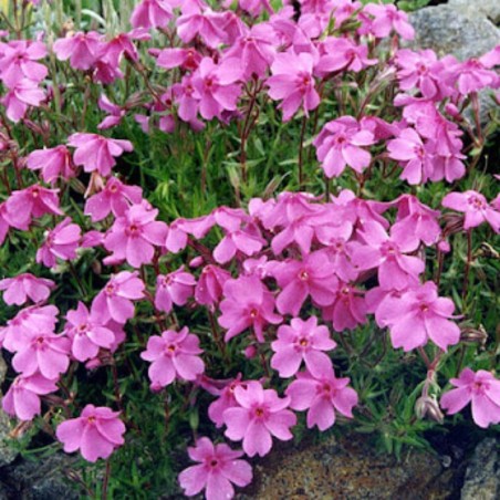 Phlox Subulata Samson - Rose
