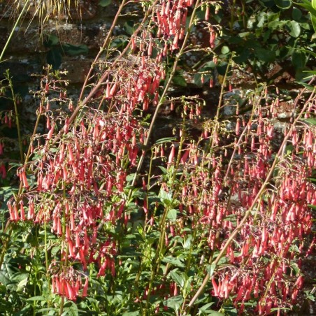 Phygelius African Queen - Rouge