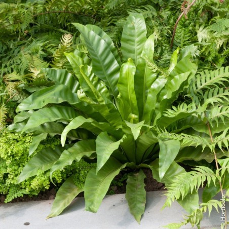 Phyllitis Scolopendrium -