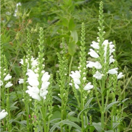 Physostegia Crystal Peak White - Blanc