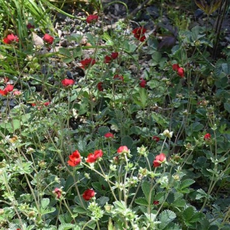 Potentilla Atrosanguinea - Rouge