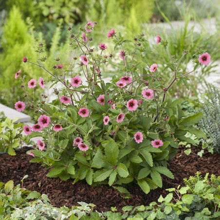 Potentilla Nepalensis Mrs Wilmott - Rose