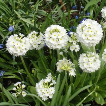 Primula Denticulata Alba - Blanc