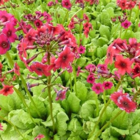Primula Japonica Miller'S Crimson - Rouge