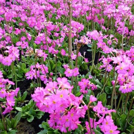 Primula Rosea Grandiflora - Rose