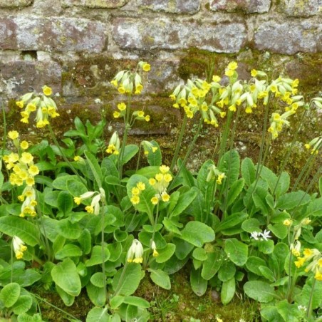 Primula Veris - Jaune