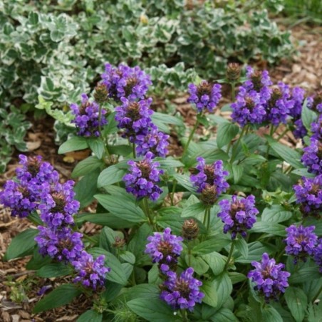 Prunella Grandiflora - Violet
