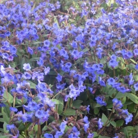 Pulmonaria Blue Ensign - Bleu